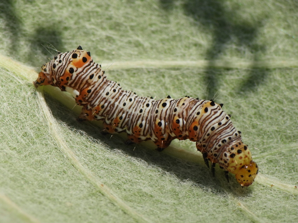 Eight-spotted Forester Moth reference