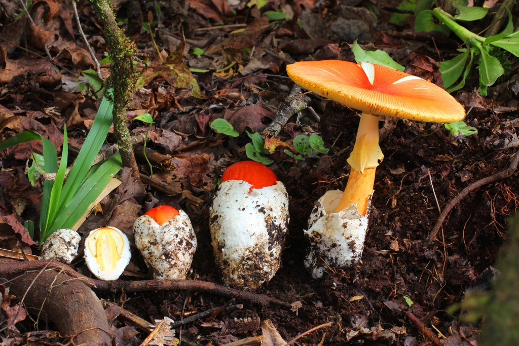 Caesar's Mushroom reference