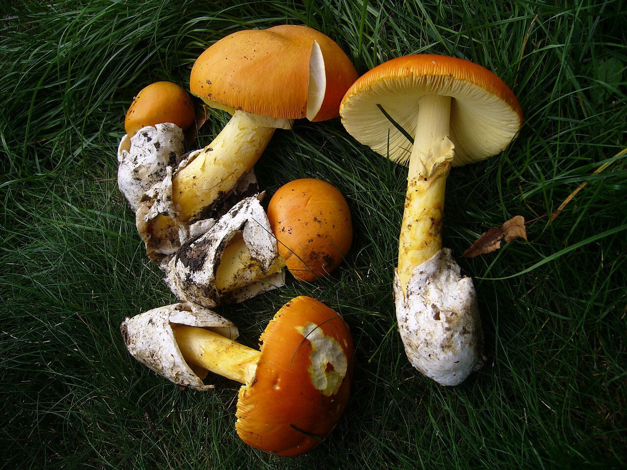 Caesar's Mushroom reference