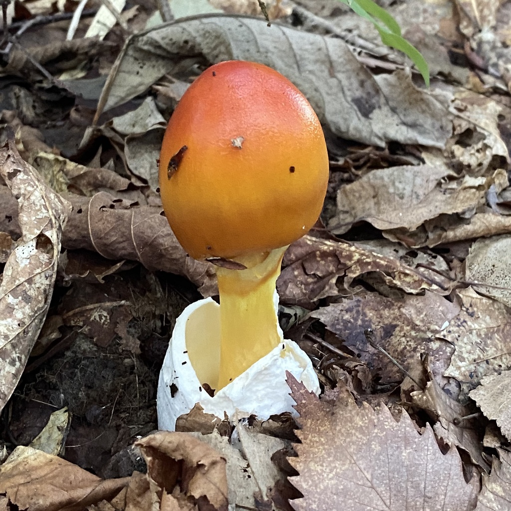 Tamagotake Mushroom reference