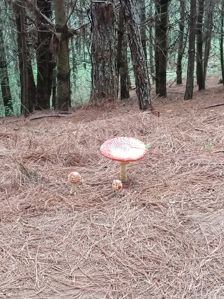 Amanita chrysoblema reference
