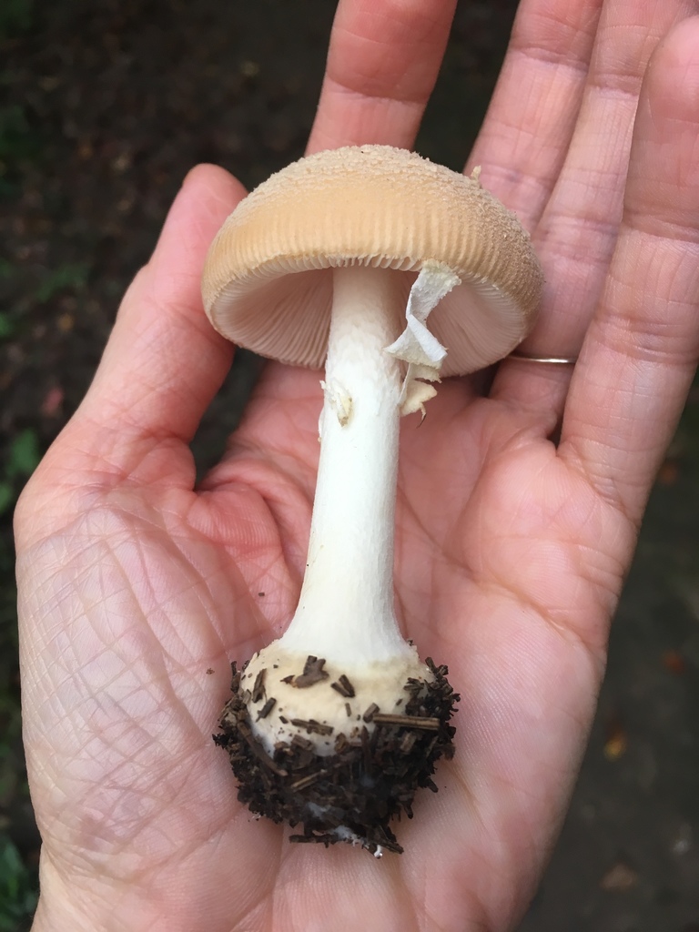 Poison Champagne Amanita reference