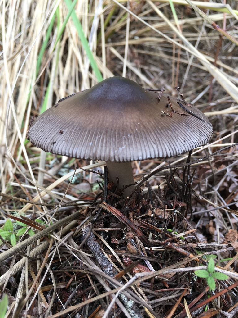 Tawny Grisette reference