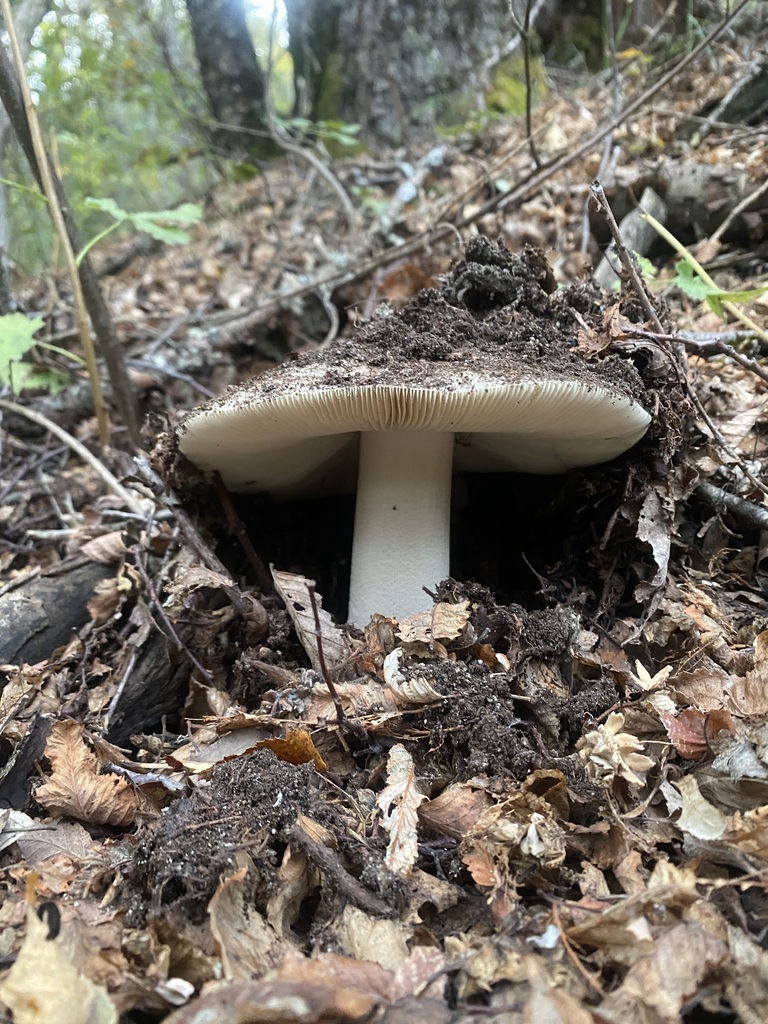 Chilean Yellow Amanita reference