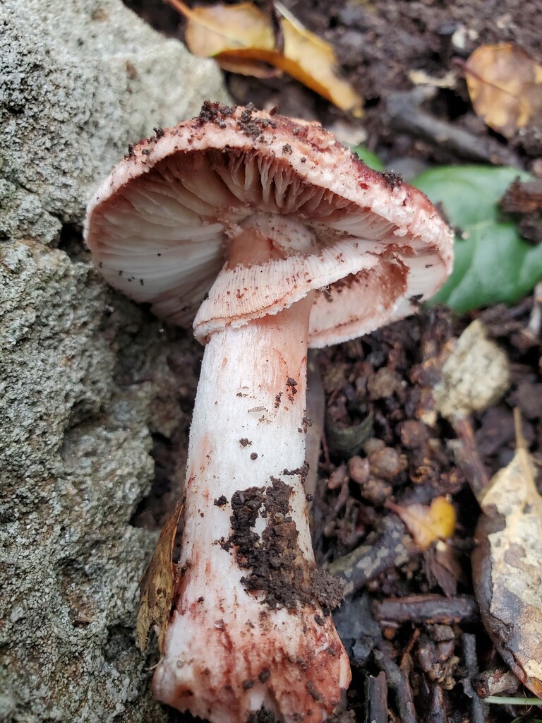 Blushing Bride Amanita reference