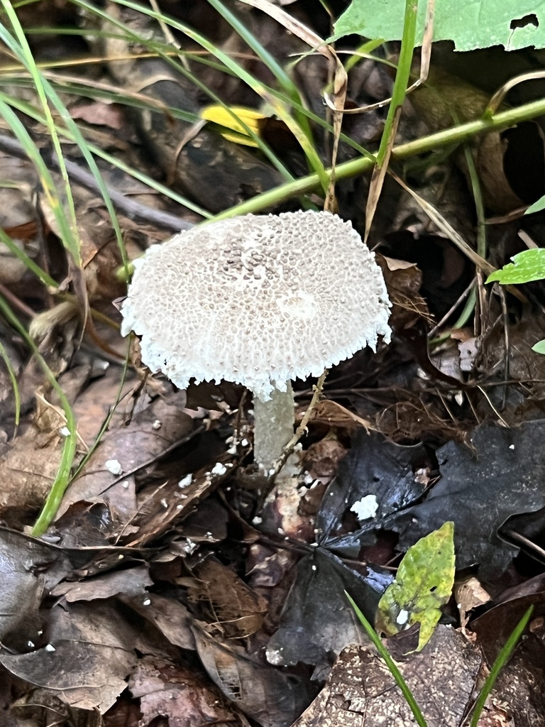 Gunpowder Amanita reference