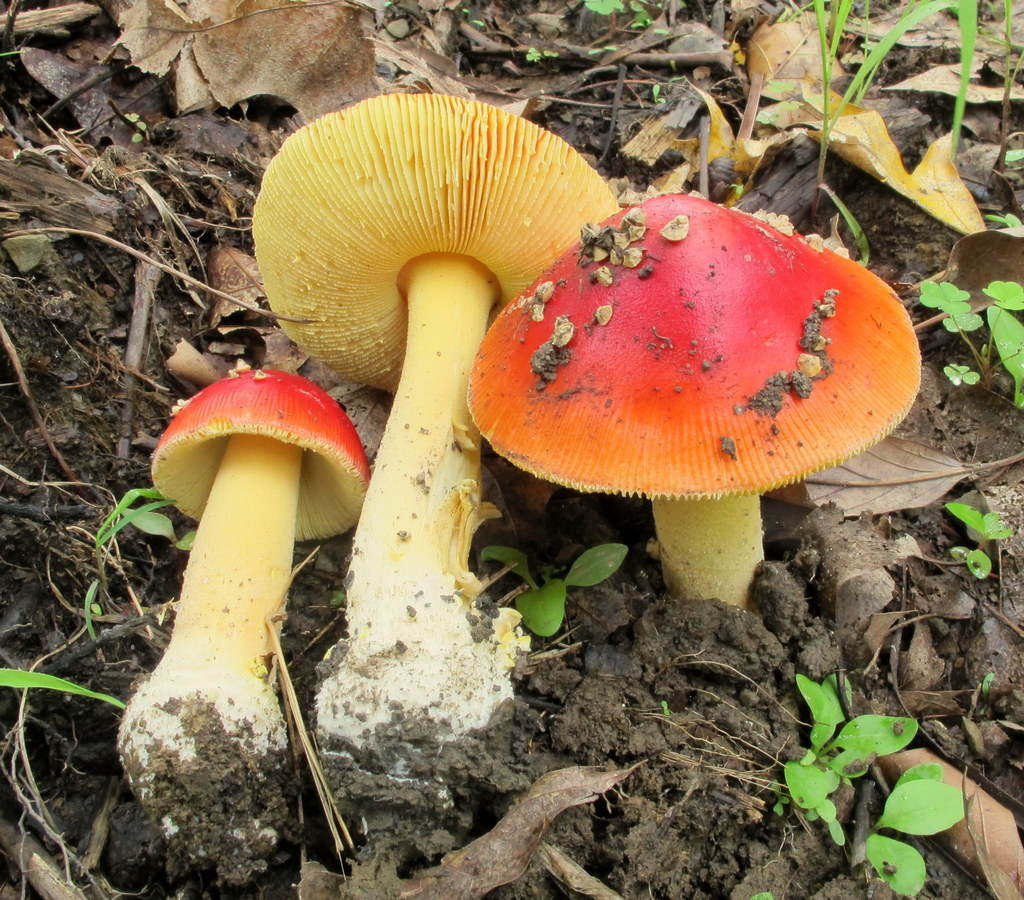 False Caesar's Mushroom reference