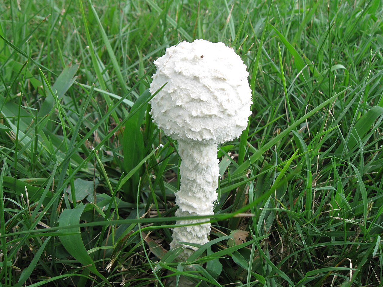 Amanita thiersii reference