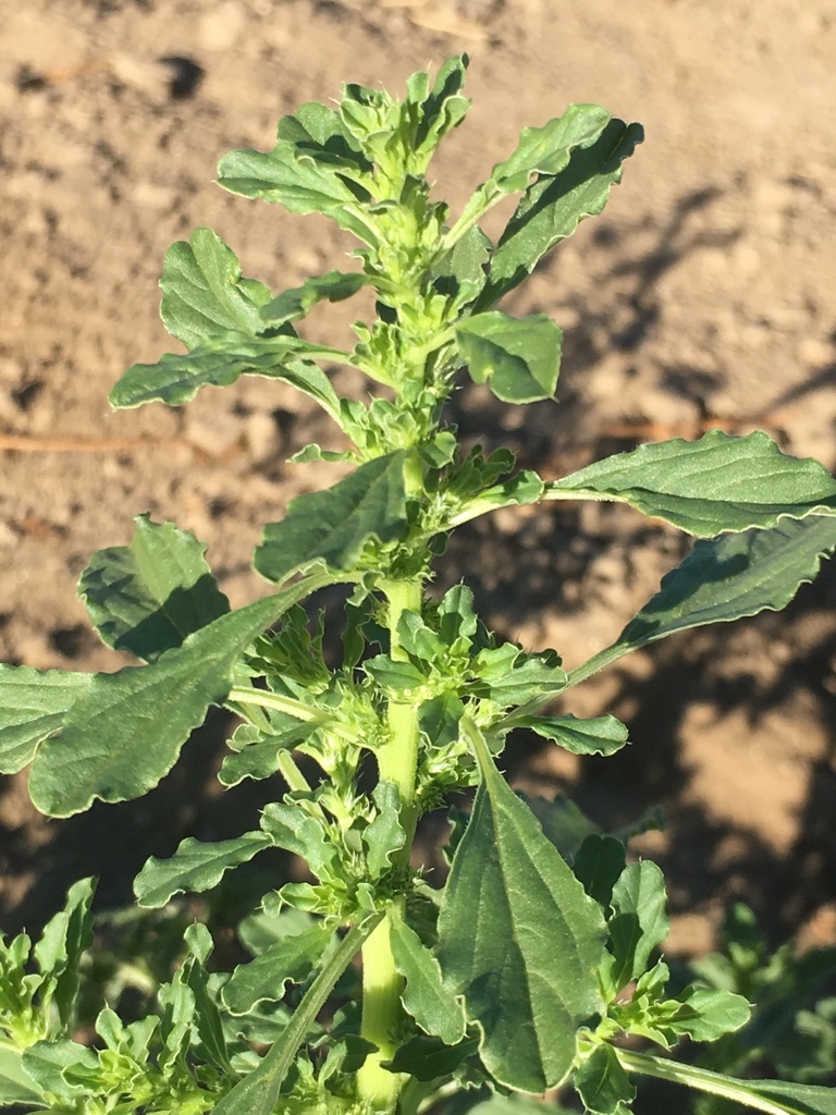 prostrate pigweed reference