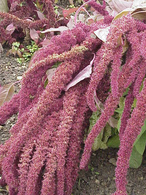 Love-lies-bleeding reference