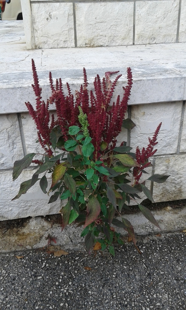 Red amaranth reference