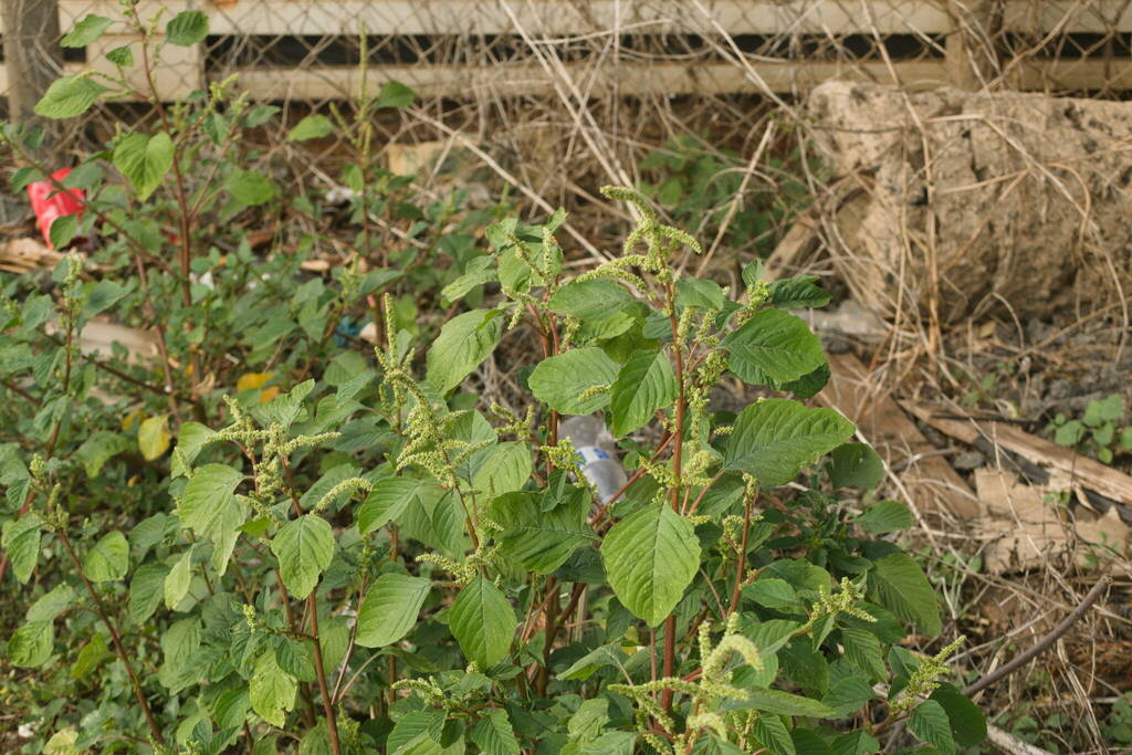 Spleen Amaranth reference