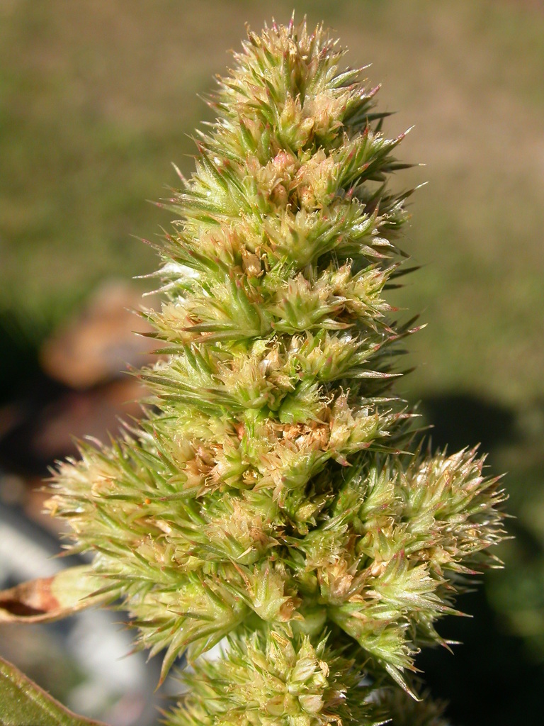 Redroot Amaranth reference
