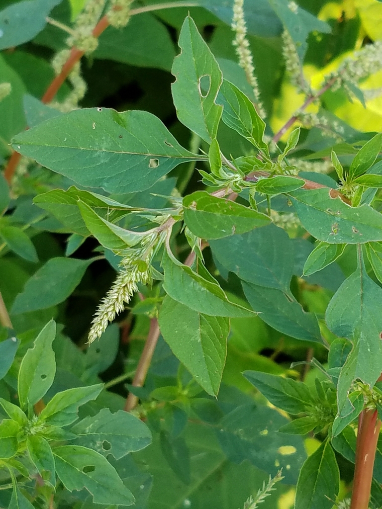 rough-fruit amaranth reference