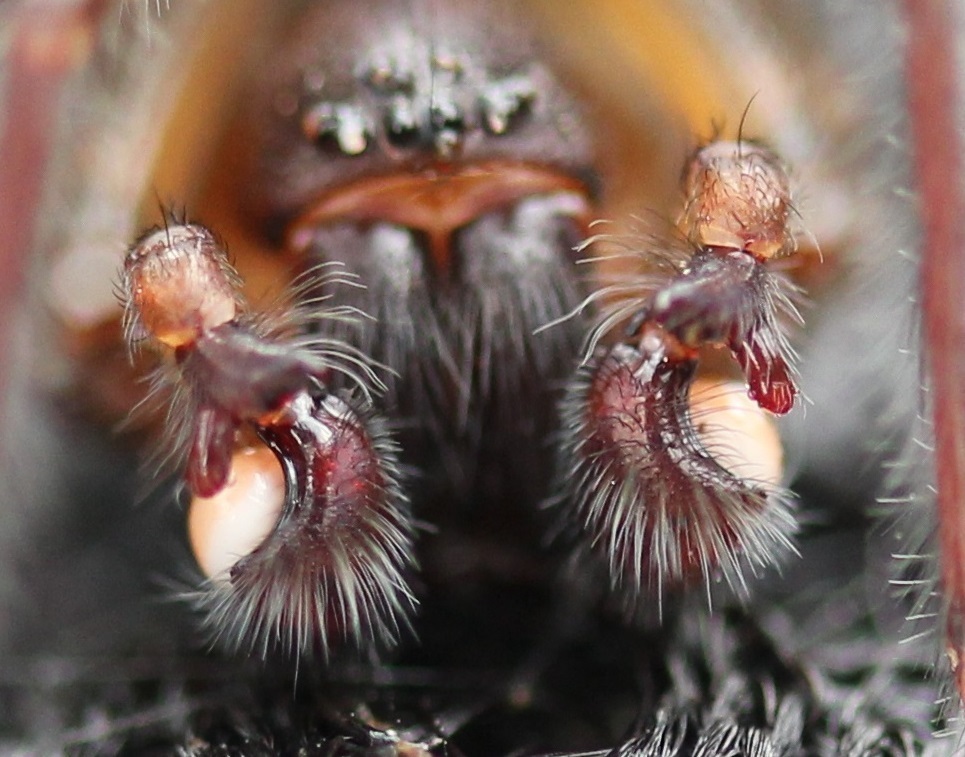 Black Laceweaver reference