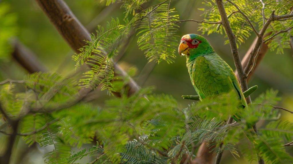 White-fronted Amazon reference