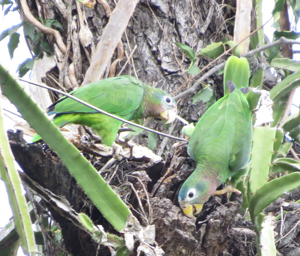 Yellow-billed Amazon reference