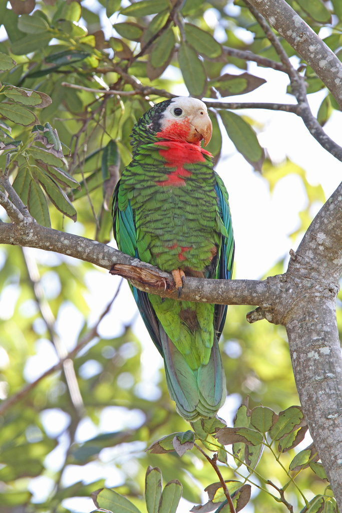 Cuban Amazon reference