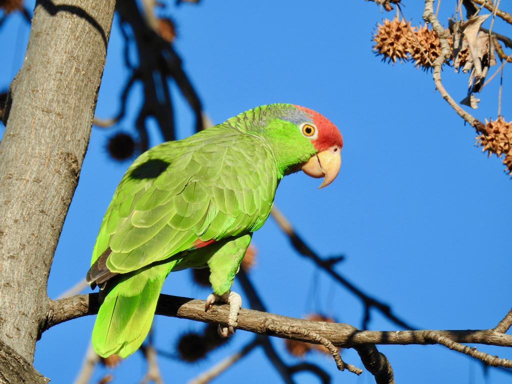 Red-crowned Amazon reference