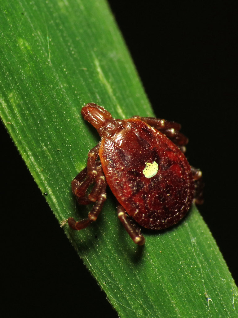 Lone Star Tick reference