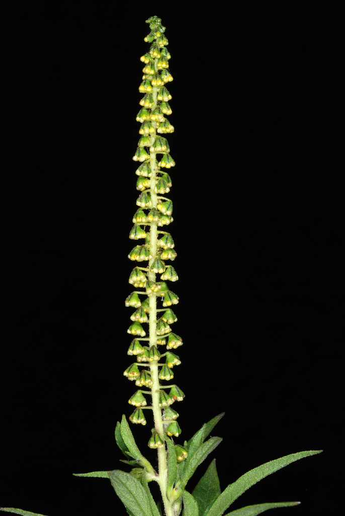 giant ragweed reference