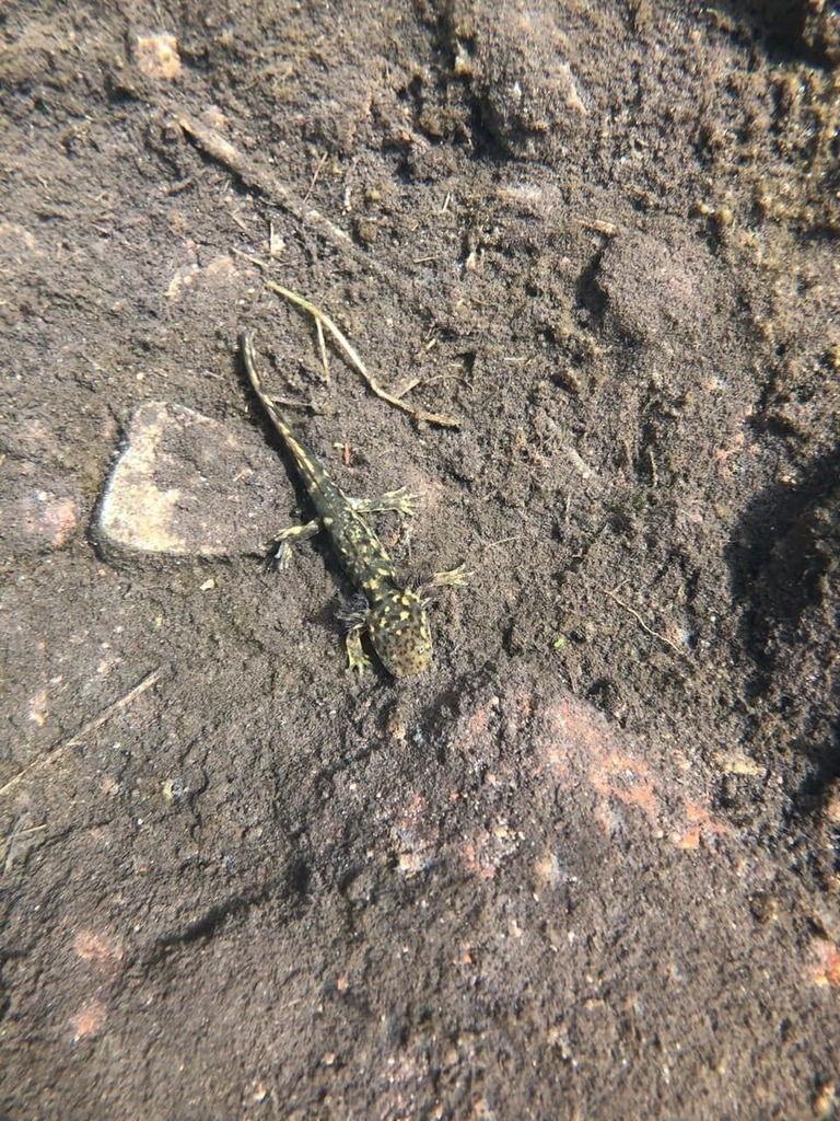 Mountain Stream Salamander reference