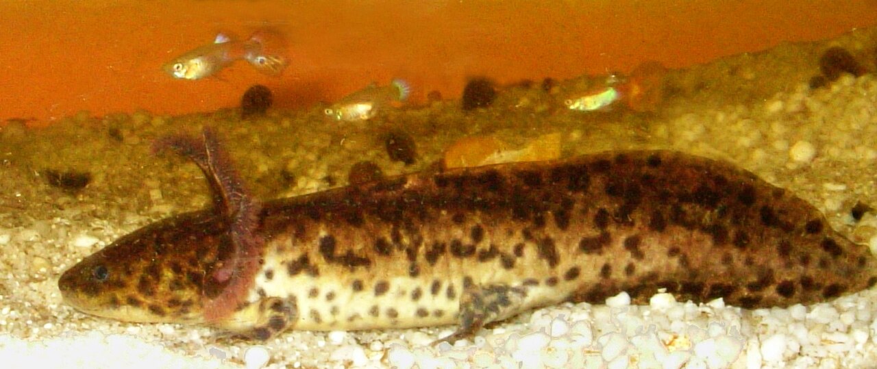 Anderson's Salamander reference