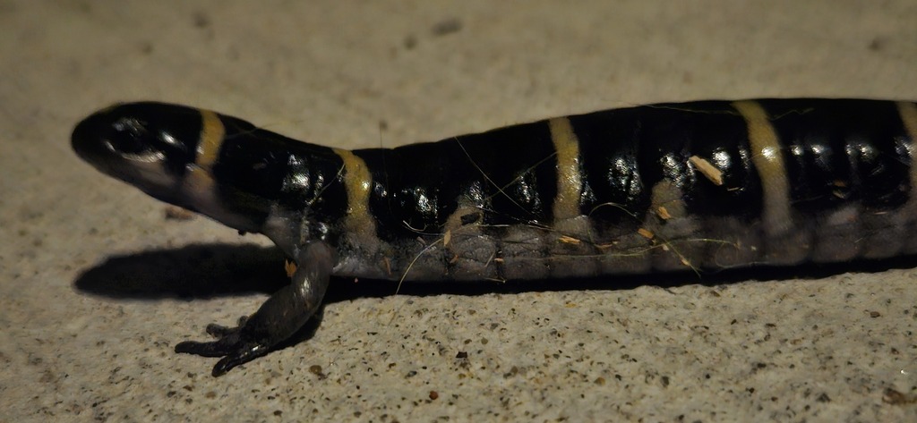 Ringed Salamander reference