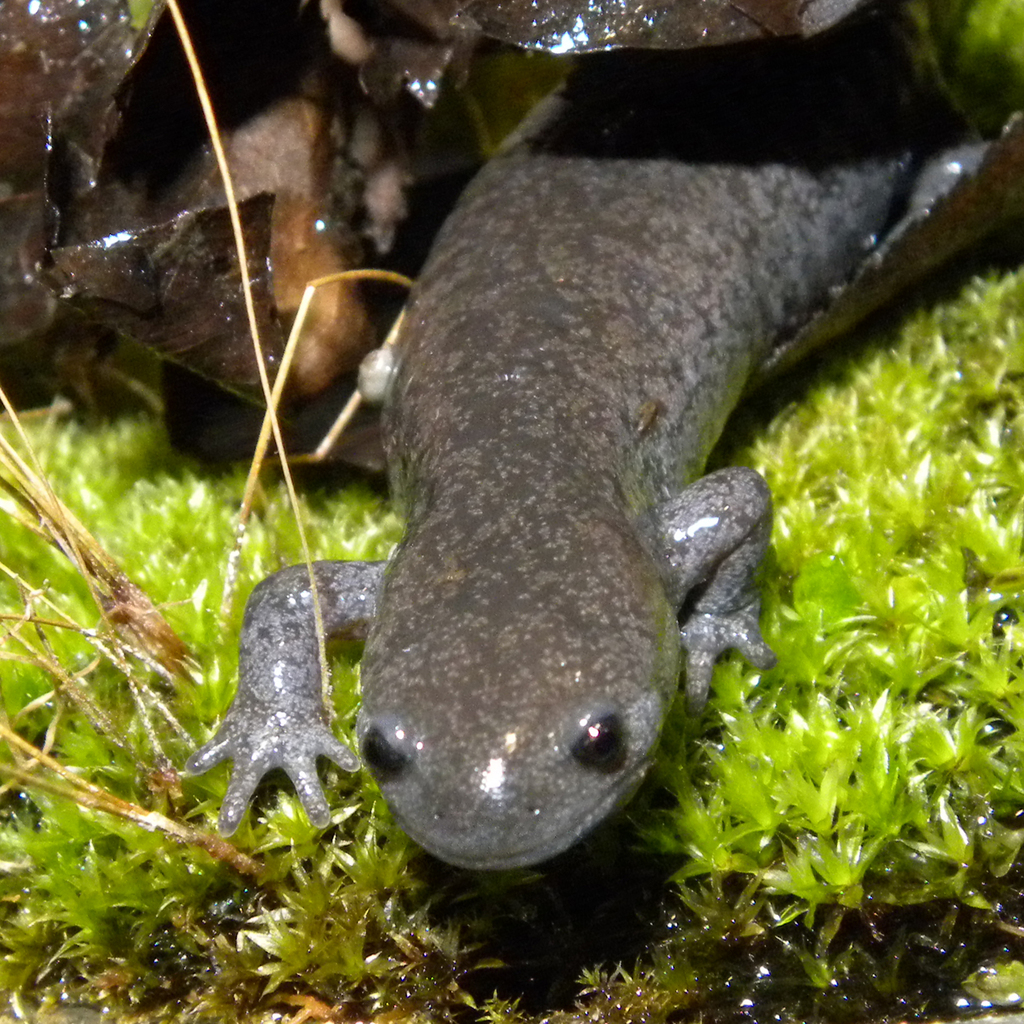 Streamside Salamander reference