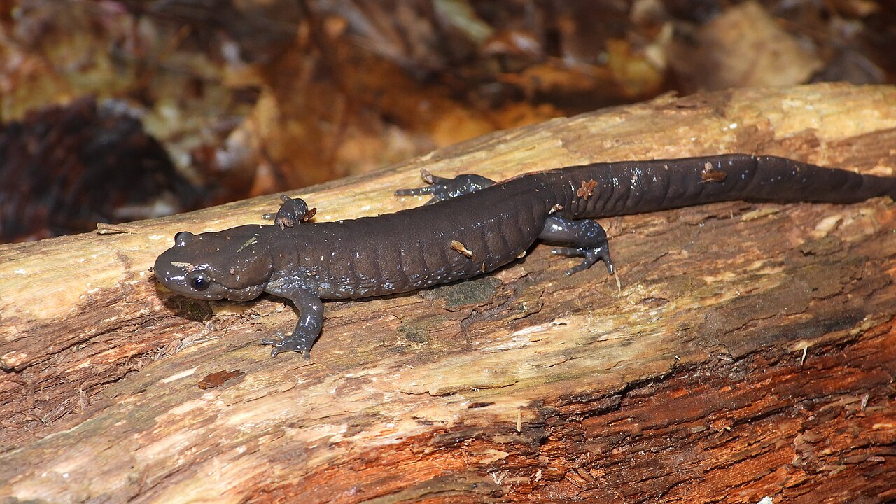 Jefferson Salamander reference
