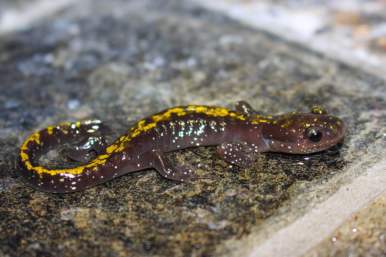 Long-toed Salamander reference
