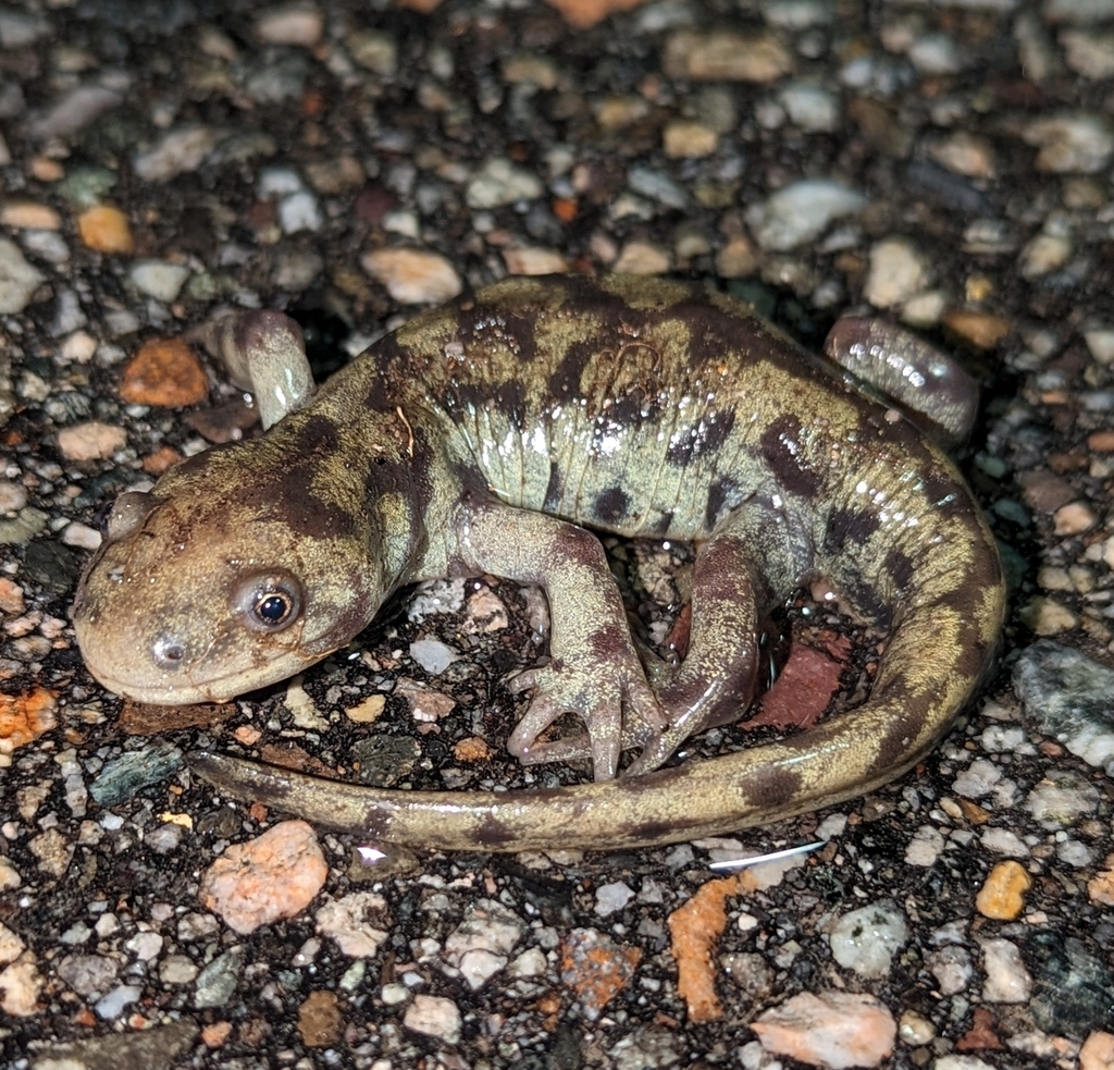 Western Tiger Salamander reference