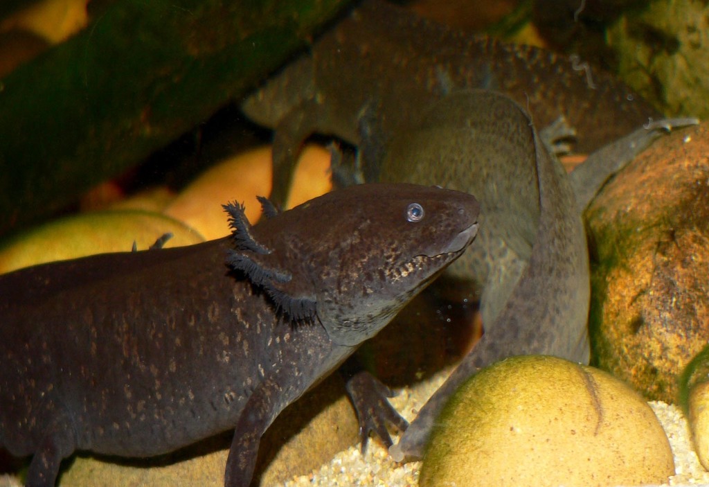Axolotl reference