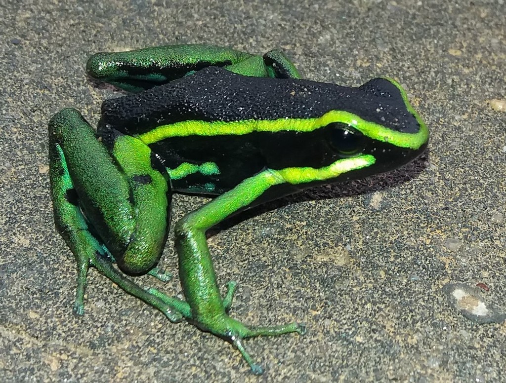 Three-striped Poison Frog reference