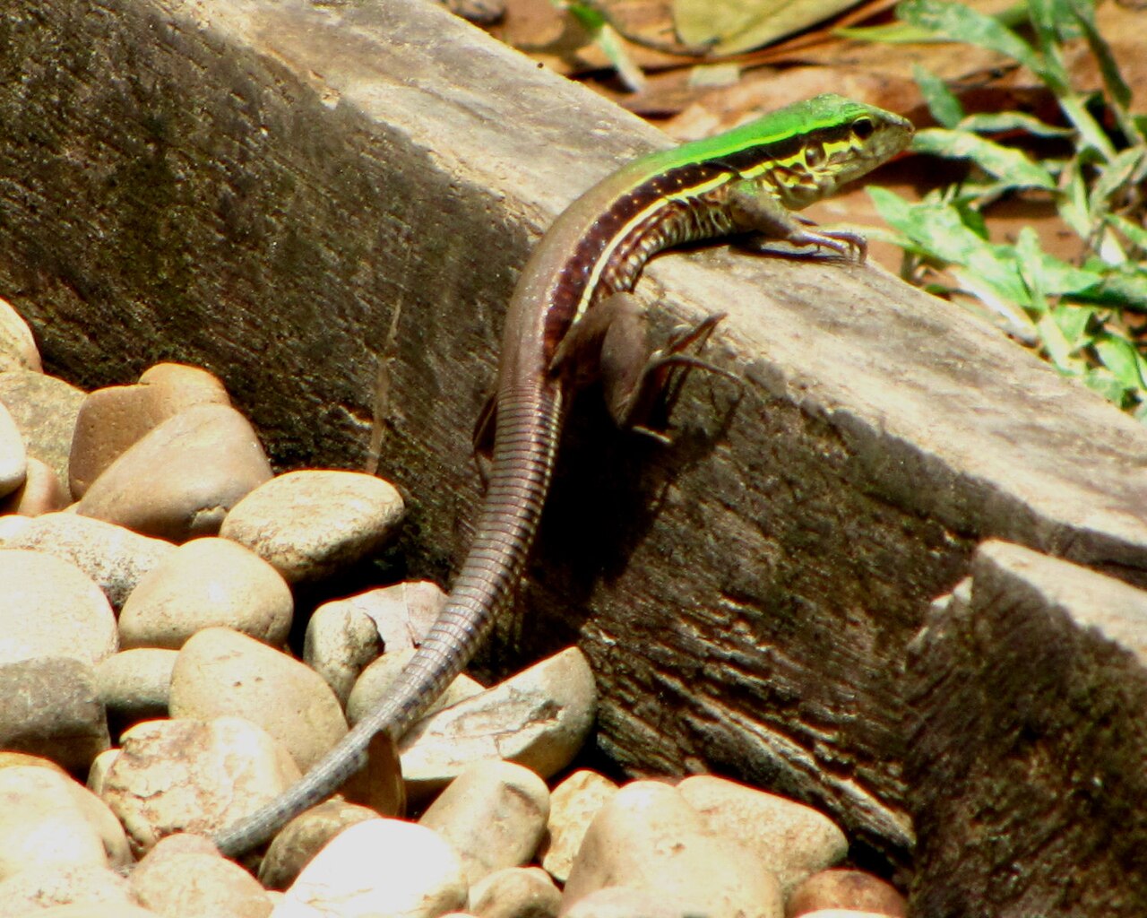 Giant Ameiva reference