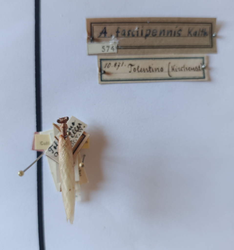 Spined Dwarf Mantis reference