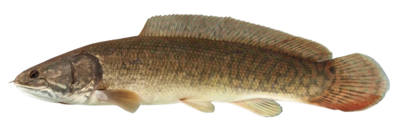 Ruddy Bowfin reference