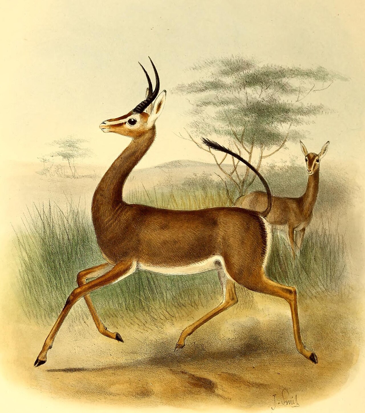 Dibatag reference