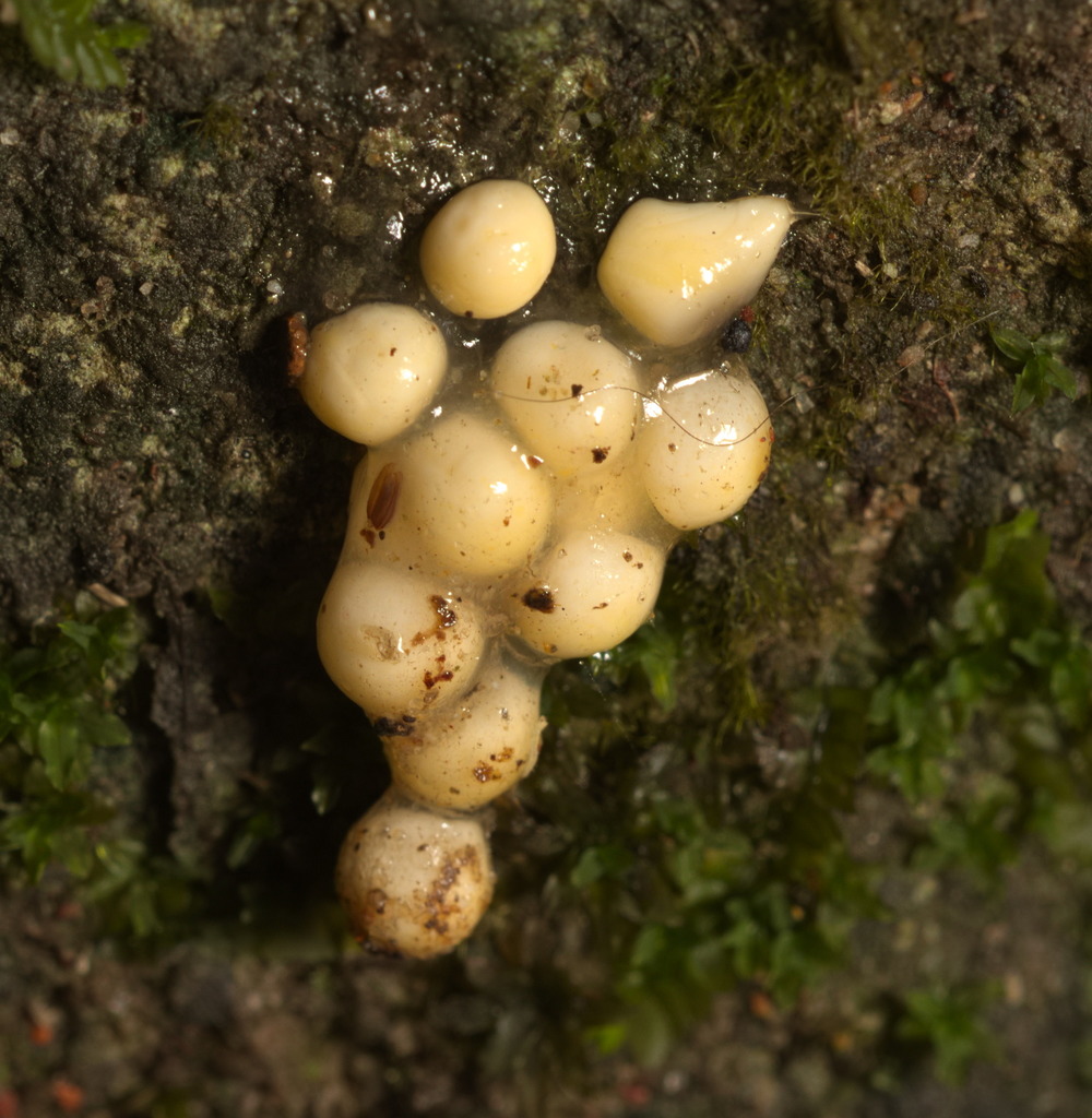 Hong Kong Cascade Frog reference
