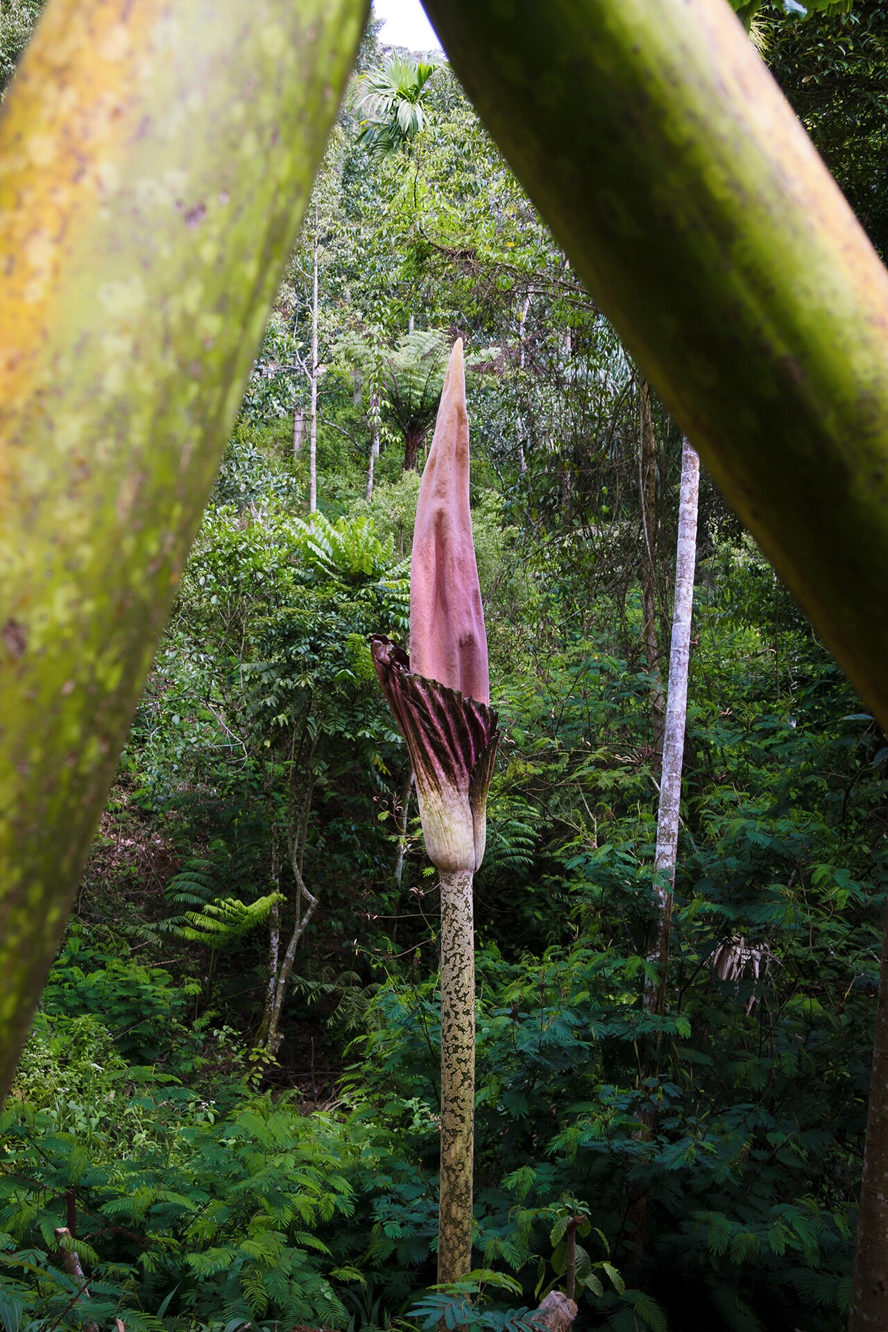 Amorphophallus gigas reference