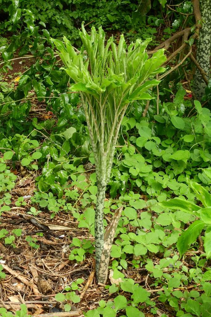elephant-foot yam reference