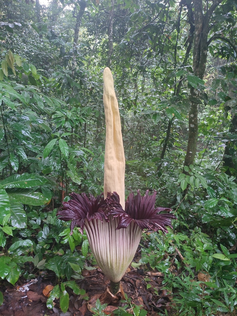 Titan arum reference