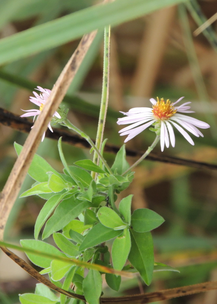 Climbing Aster reference