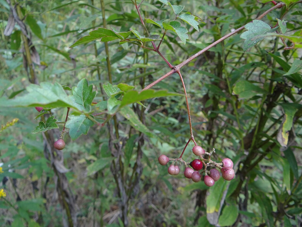 Ampelopsis arborea reference