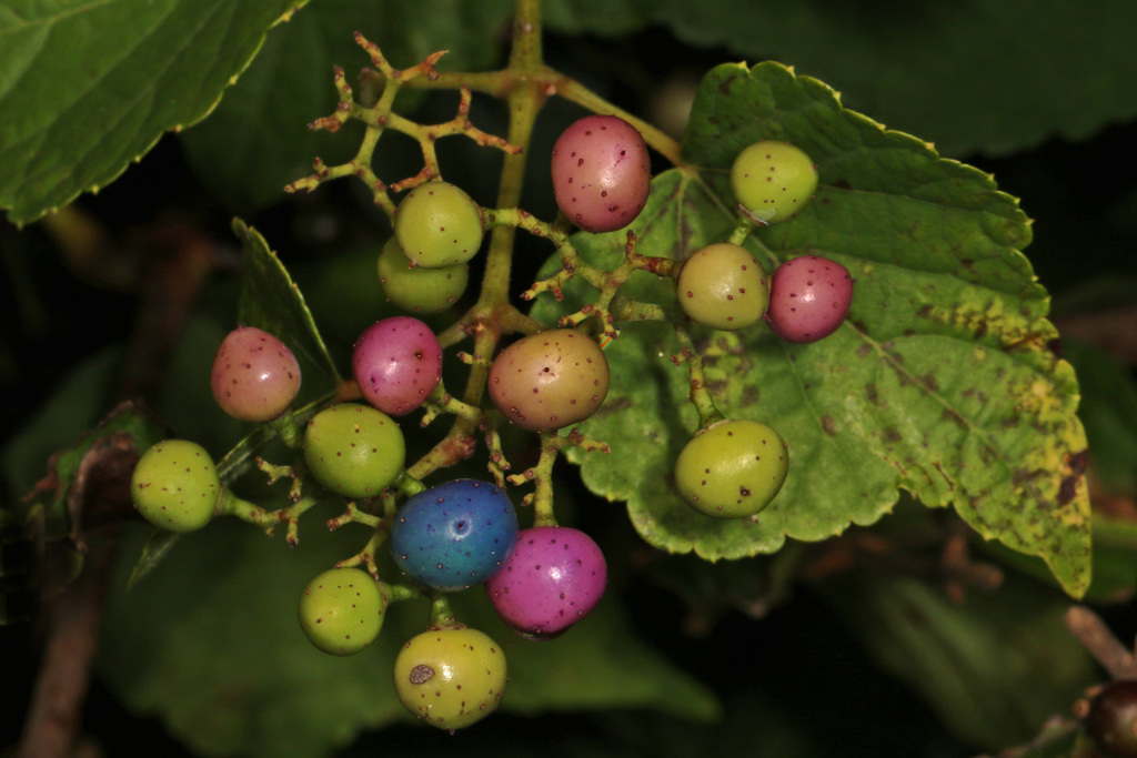 Porcelain Berry reference