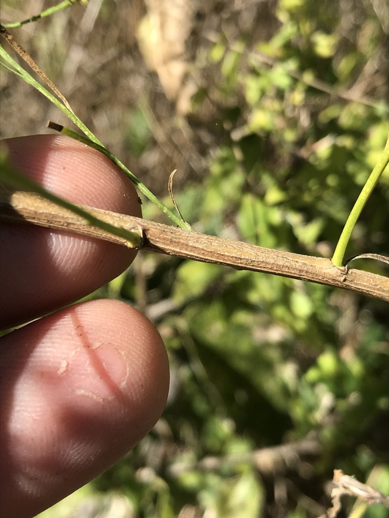 Prairie Broomweed reference