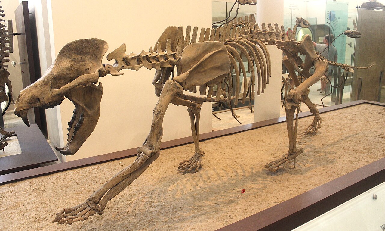 Amphicyon ingens reference