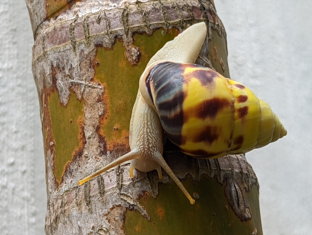 Amphidromus perversus reference