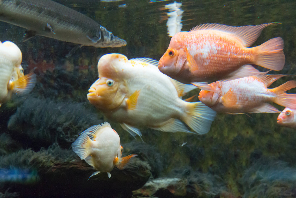Midas Cichlid reference