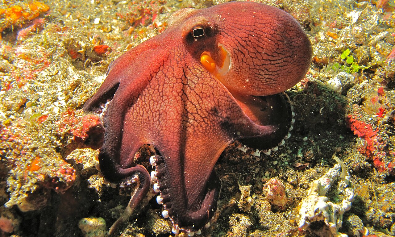 Coconut Octopus reference